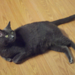 Black Viper's Kitty: Houdini, age 8.