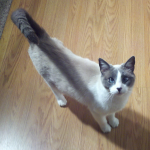 Black Viper's Kitty: "K", age 8.